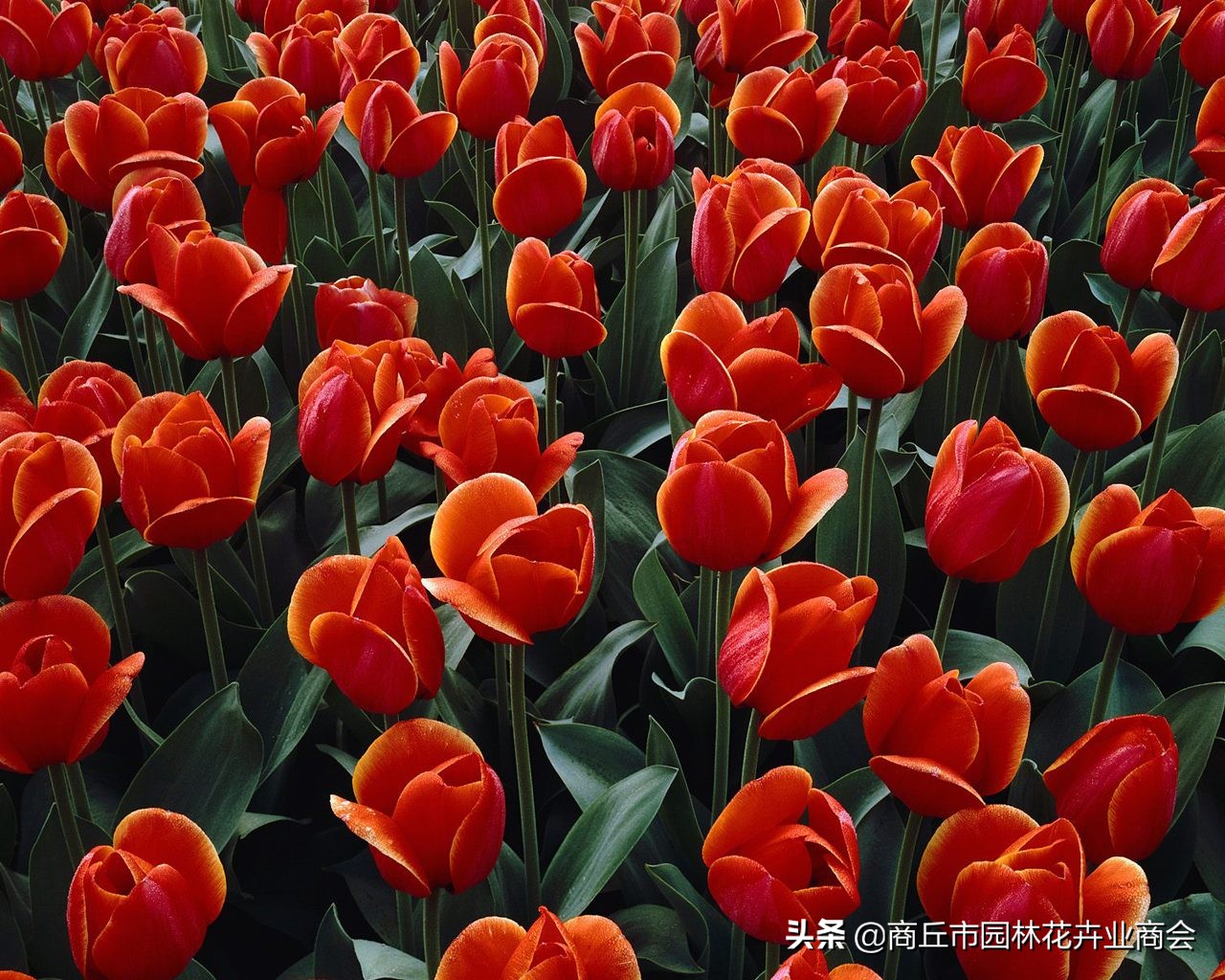 花卉绿叶萎蔫是啥原因如何救,花卉枯萎了如何补救