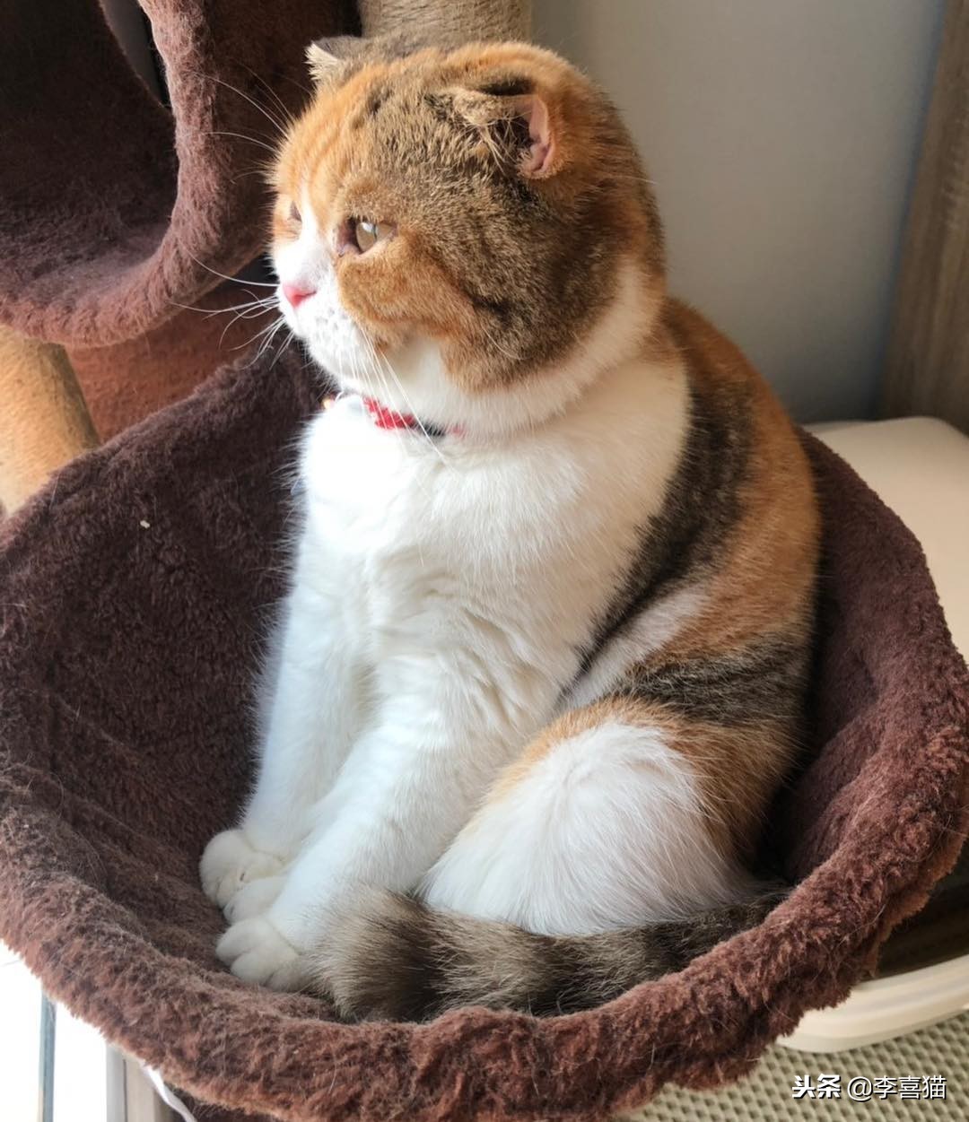 铲屎官出门后猫咪都在想什么呢,铲屎官准备外出