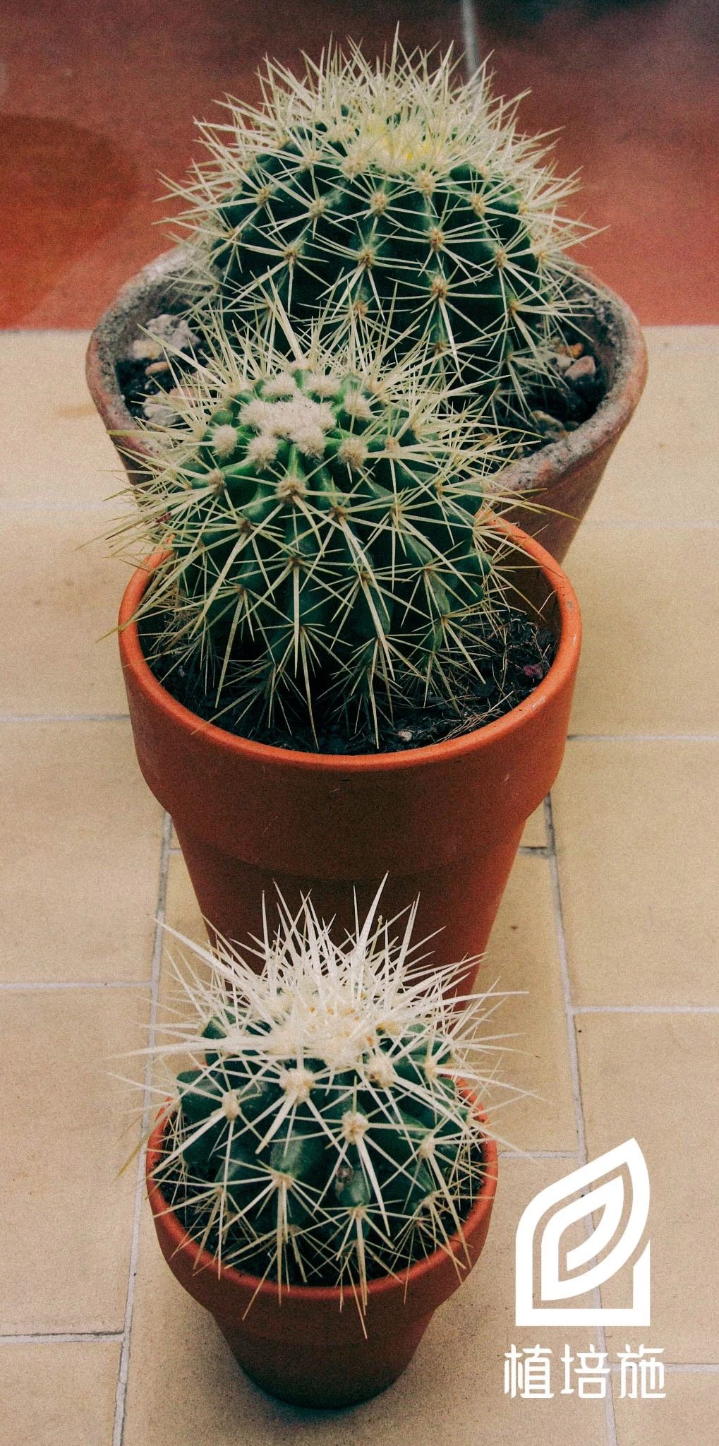 多肉金琥的养殖方法,金琥仙人掌养护方法