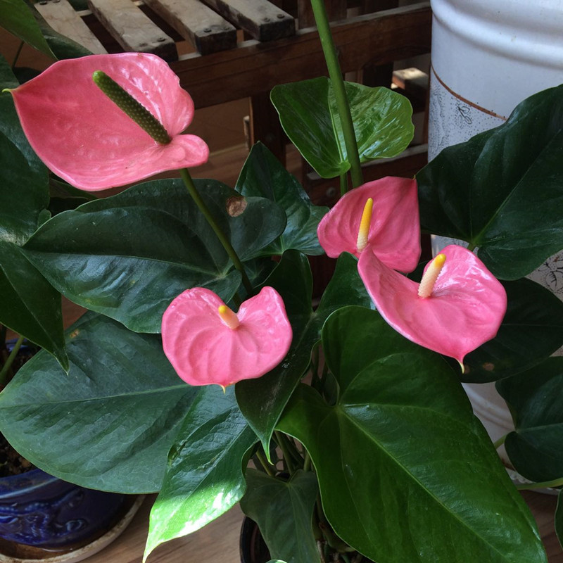 红掌花期怎么施肥,养红掌怎么样施肥才能长出红掌