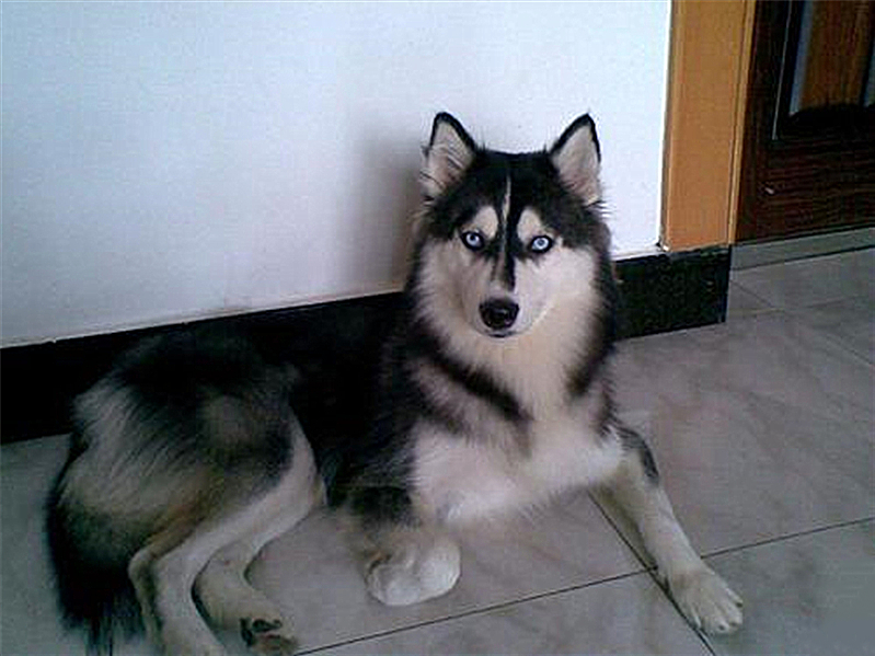 宠物狗为什么学狼叫呢,狗狗经常学狼叫是什么原因