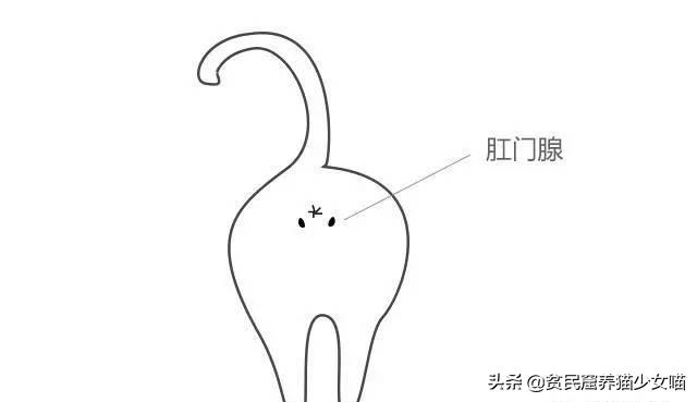 辟谣猫咪并非黑夜都能看得清,辟谣猫咪寄生虫