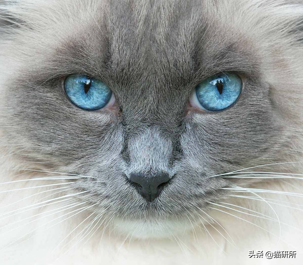 猫咪眼睛痒一直挠用什么眼药水,猫咪眼睛结膜炎怎么治疗