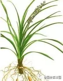 百草记|麦冬:集美貌与功效于一身的神奇中药