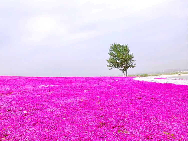 河北芝樱丛生福禄考种植基地,上海芝樱丛生福禄考报价