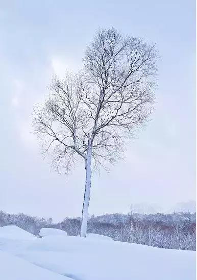 中国雪乡vs日本北海道雪景,日本北海道和东部雪乡哪个好