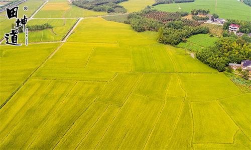 田坤道实体店大米的价格,田坤道生态大米价格表