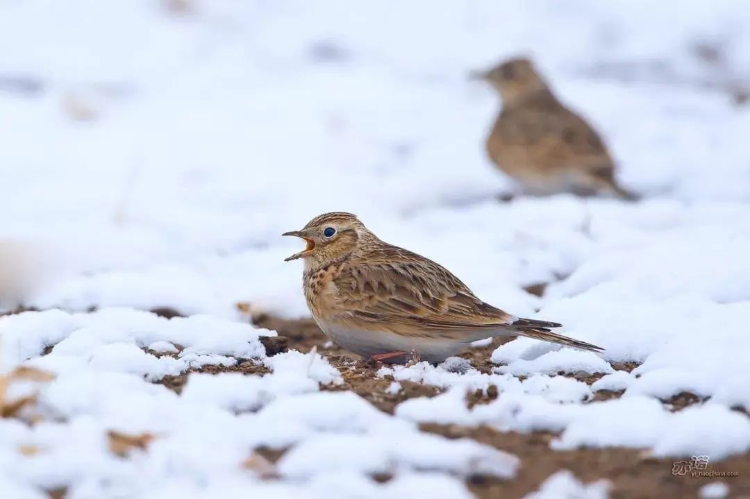 百灵鸟讲究,百灵叫十三口