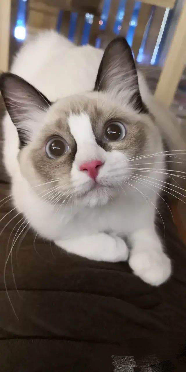 后院猫是什么,后院布偶猫什么意思