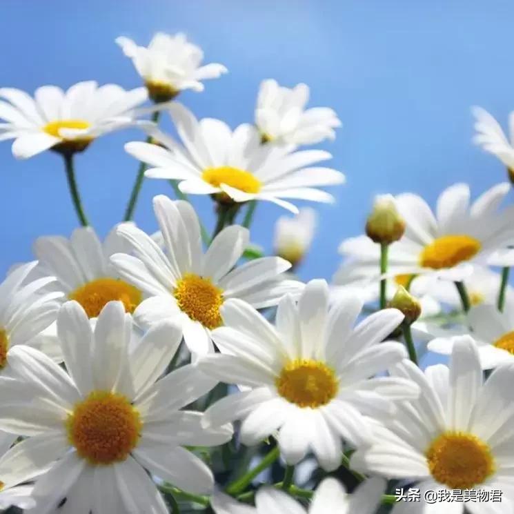 高效保湿纯露,补水效果最好的纯露