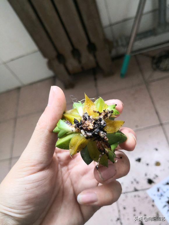 水晶玉露徒长干瘪,已经徒长和干瘪的玉露