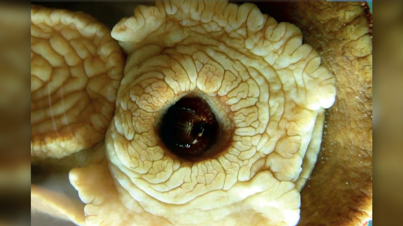 罕见的金属动物,被人类发现的奇怪动物