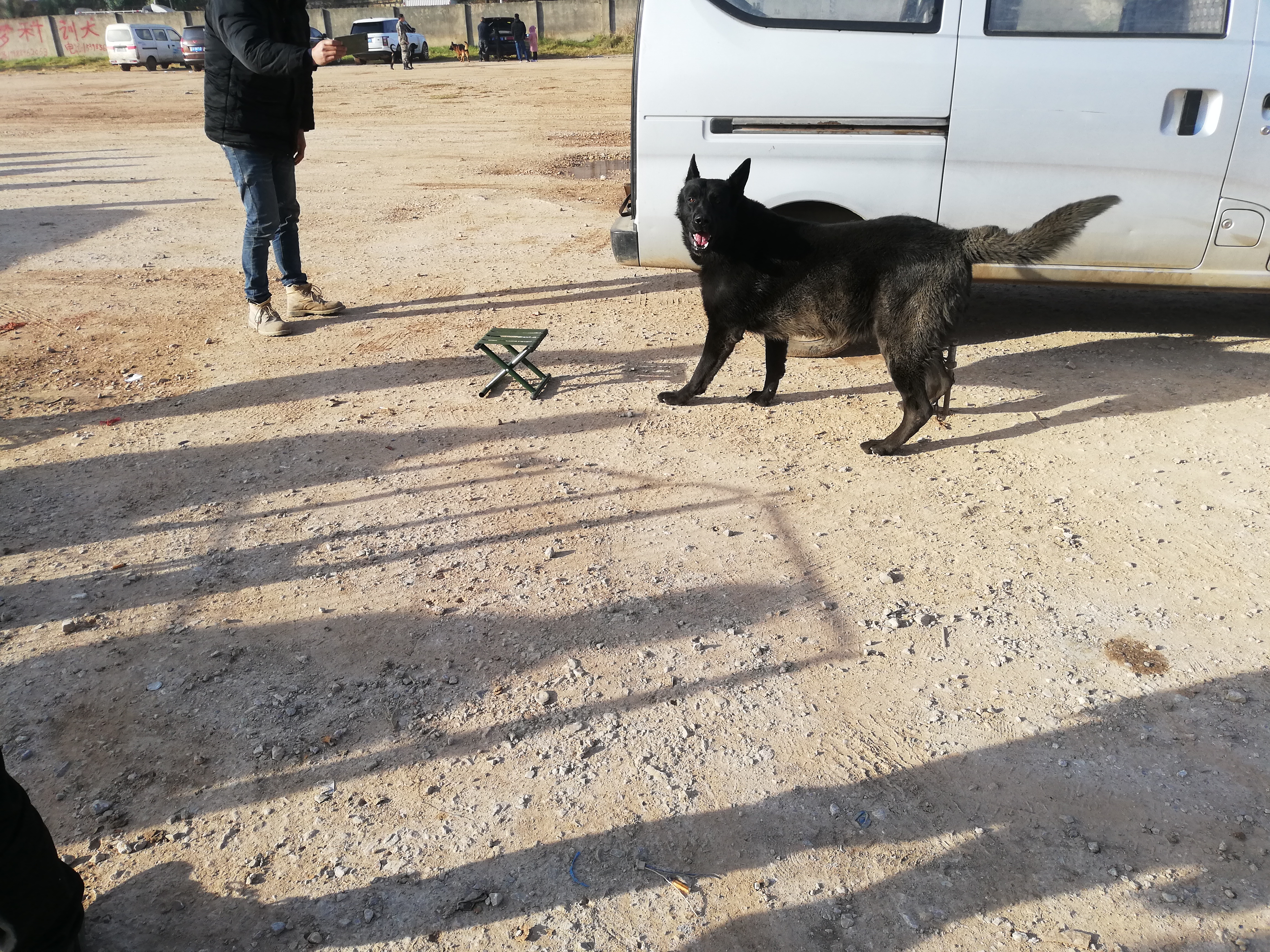 出售黑狼犬最新视频,最便宜黑狼犬幼犬出售最新