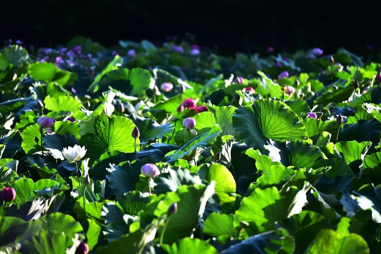 秦岭深处隐居生活,西安秦岭深处旅游