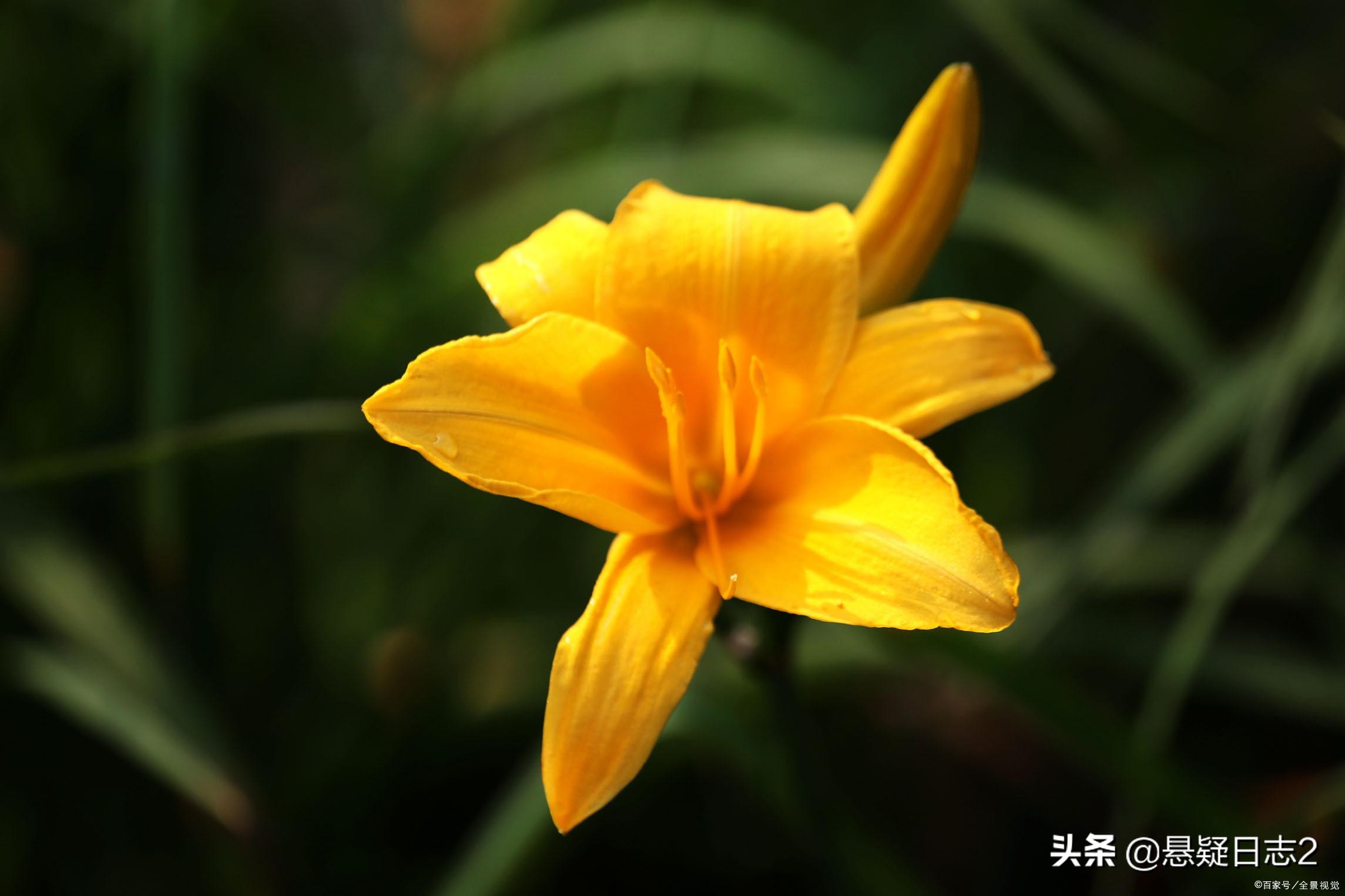 母亲节的由来和神话故事,母亲节应该送萱草花你信吗