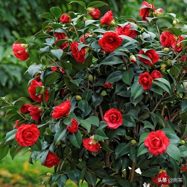 诚壹科普：山茶花树，茶叶树，茶油树傻傻分不清楚？关注我不迷路