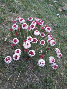 狼毒的最佳解毒方法,狼毒怎么治疗