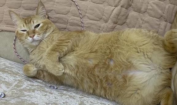 猫咪养胖用什么猫粮,猫咪养胖