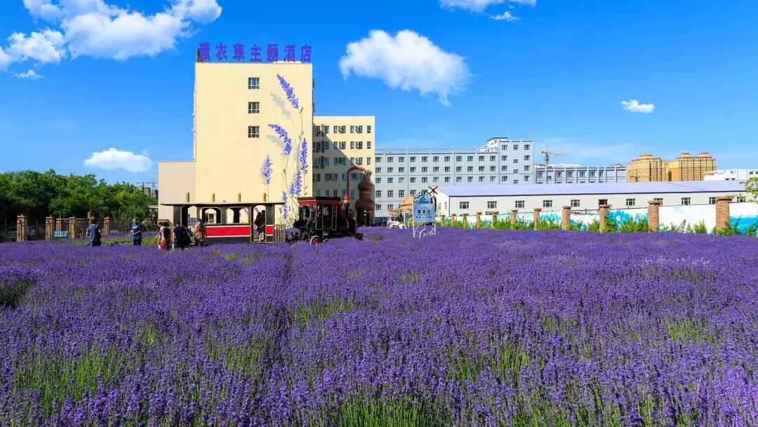 为什么普罗旺斯火爆,央视新闻普罗旺斯