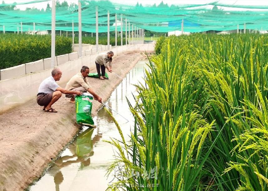 袁隆平禾下乘凉梦丰收,袁隆平的巨大水稻有多高