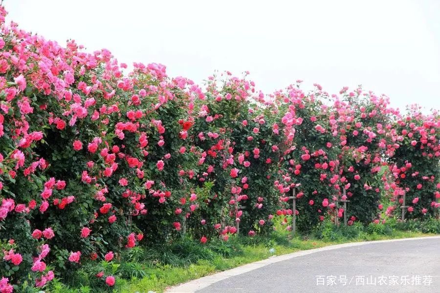 苏州西山免费打卡,苏州东山风景区网红打卡
