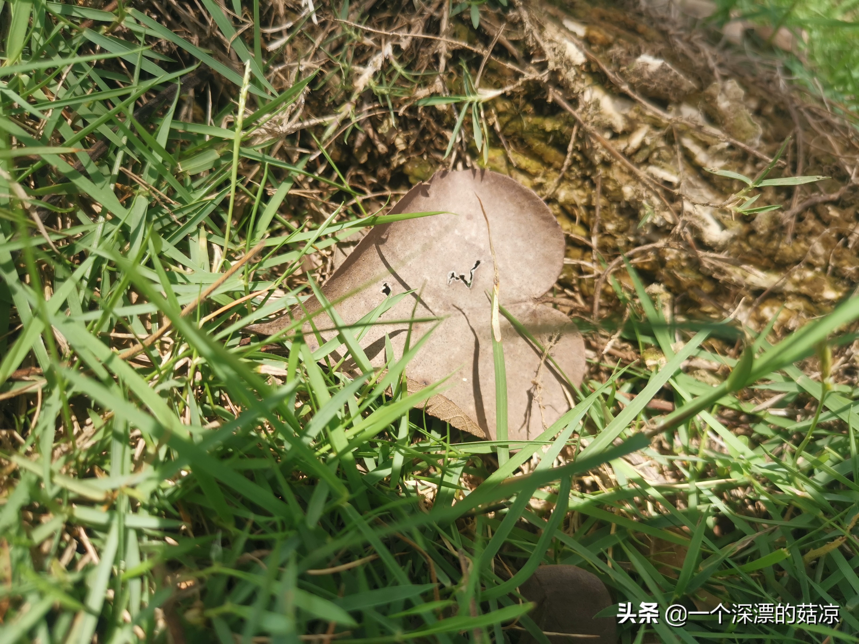 在夏天结束前去海边,在夏天结束之前去一次海边