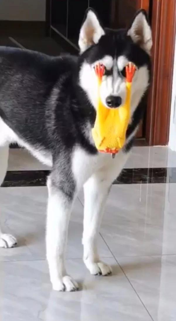 遇到蟑螂该怎么处理快速解决,捉到一只蟑螂怎么办