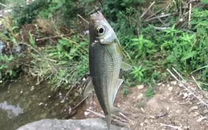 路亚钓具都有哪些品牌,路亚渔具有哪些