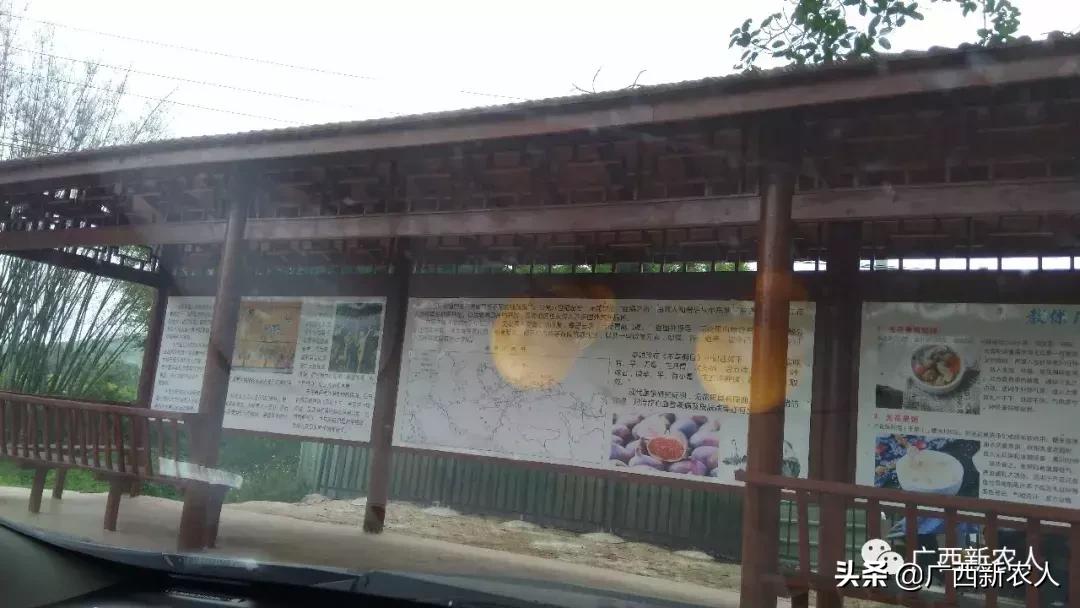 南宁那笔村无花果,南宁摘无花果