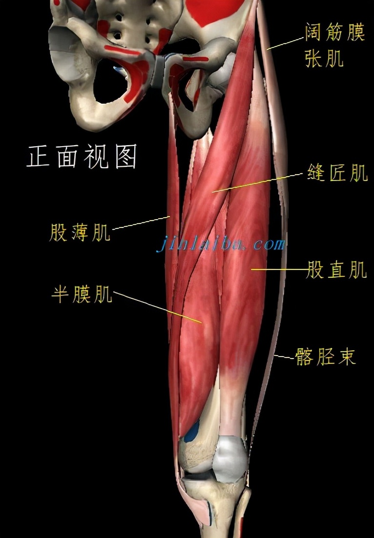 小腿肌肉连接哪个部位,小腿肌肉和肌腱连接的地方