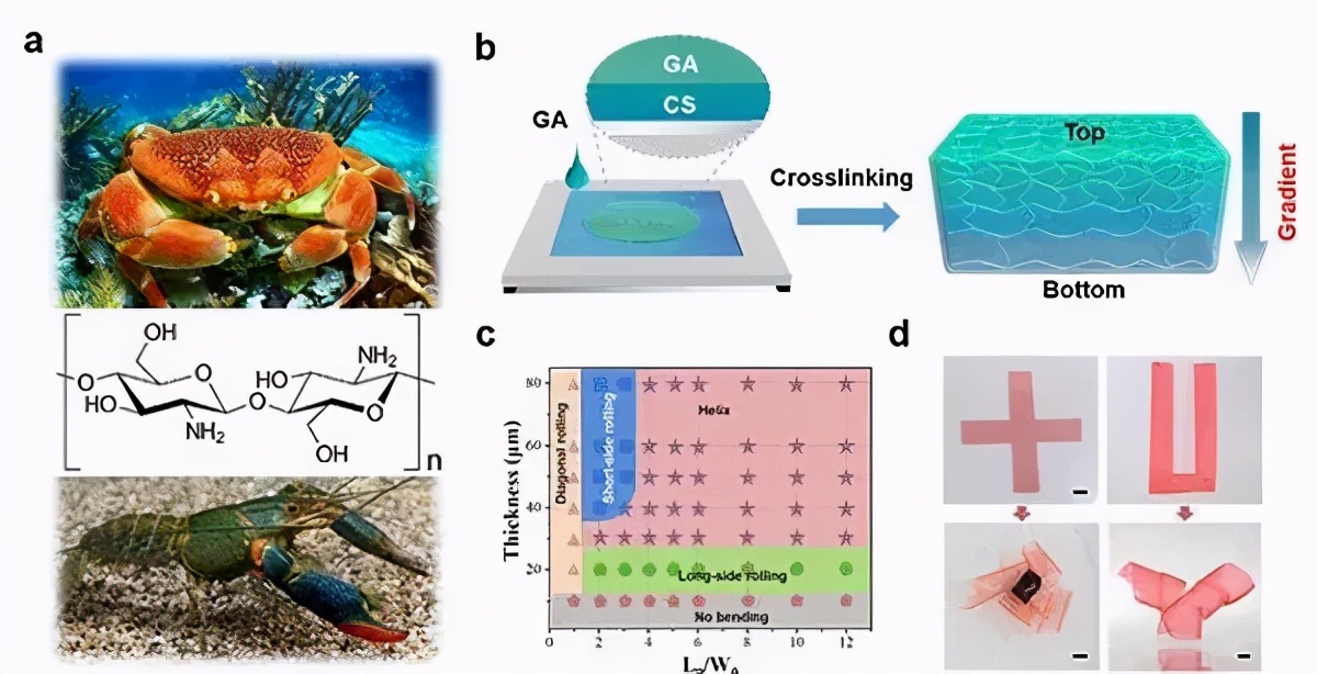 深圳先进技术研究院材料所,深圳先进技术研究院生物与医药