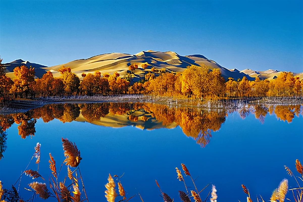 艺术家朗诵不朽的胡杨,千年不朽的胡杨