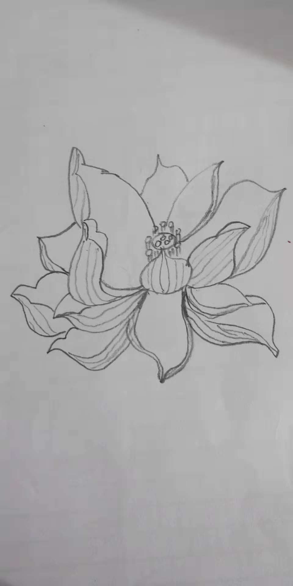 荷花简笔画10000例图片,蜻蜓的简笔画和荷花的简笔画