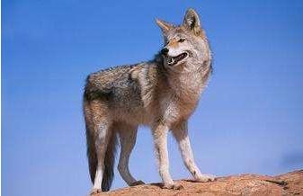 墨西哥人偷渡到美国会被遣返吗,从墨西哥偷渡美国遣返几率