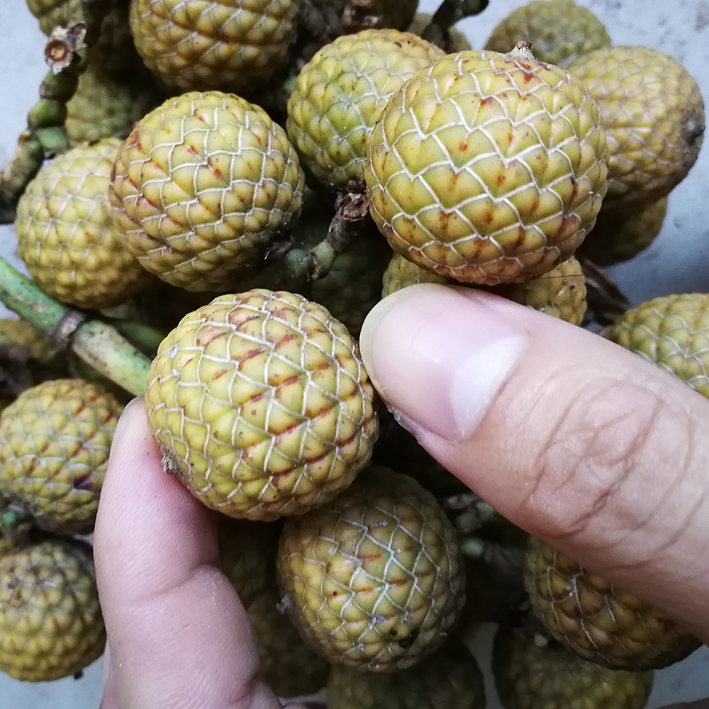 星月菩提为什么现在便宜了,星月菩提价格为什么差异大