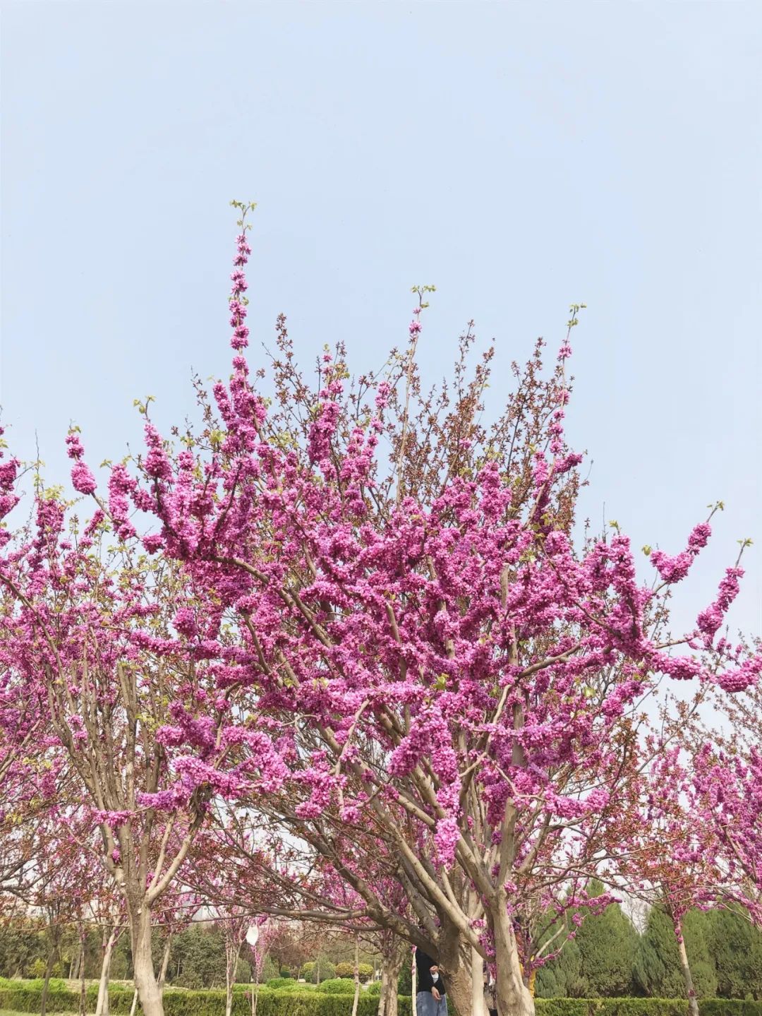 太美了花海随拍,咸阳郁金香在哪