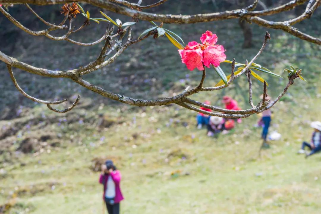 腾冲高山草甸景点,腾冲高原草场