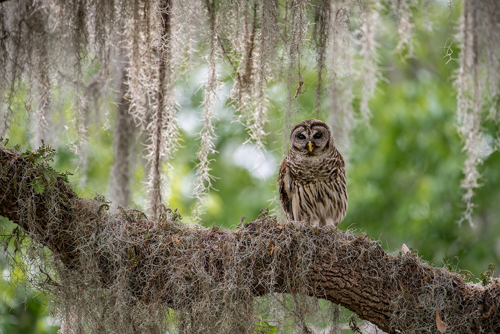 图丽镜头100-300mm微距版,图丽百微镜头