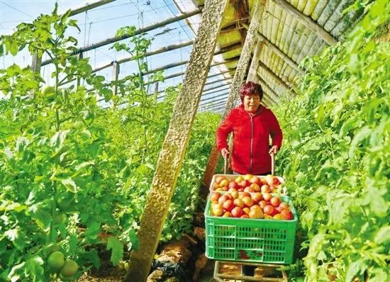 全国蔬菜品种分布图,全国蔬菜产量排名数据去哪看