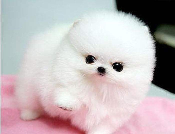 如何喂养茶杯贵宾,新手养博美茶杯犬的注意事项