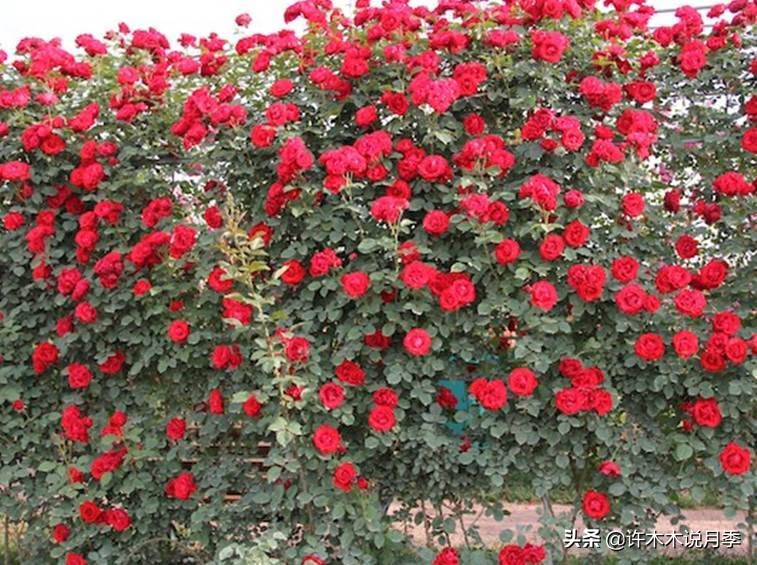 什么花藤好养又常年开花,花期长好看又好养的藤花