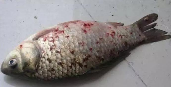 锚头鳋治好了症状是怎么样的,锚头鳋病是什么原因引起