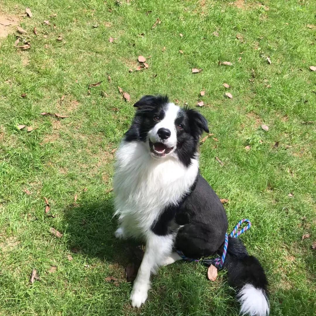 吸引汪星人最有效的方法,如何让你家狗狗不咬你