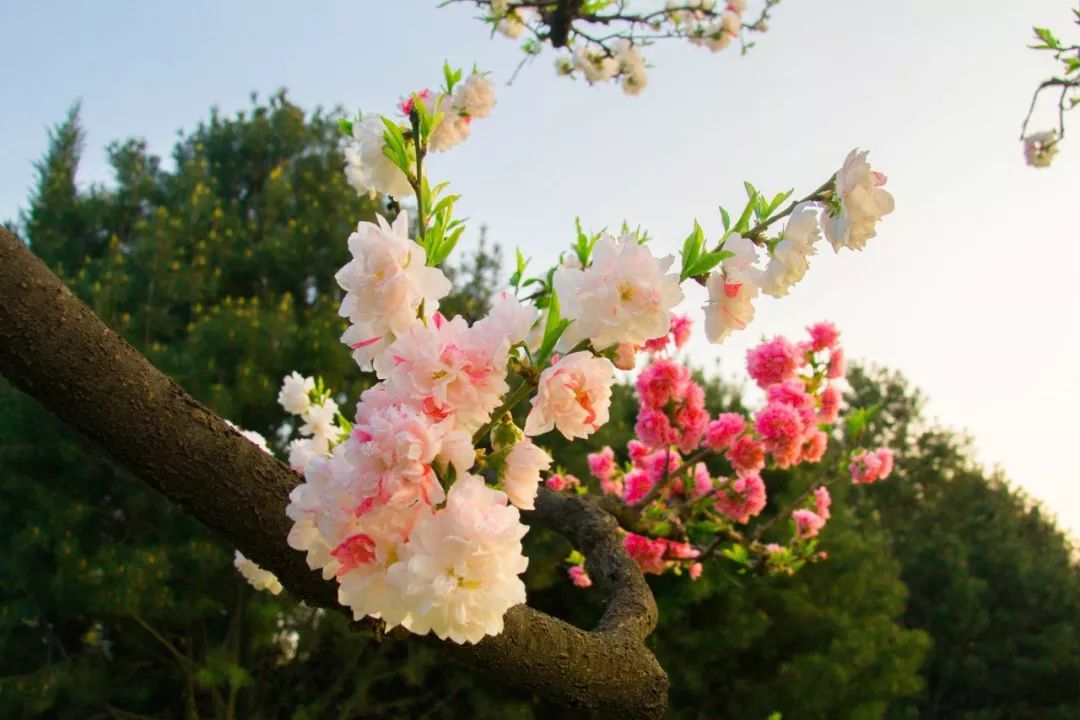 关于春天的成语和古诗句,有关于春天的诗和成语