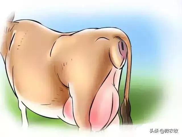 母牛分娩过程分为哪三个时期,母牛从怀孕到分娩用多长时间