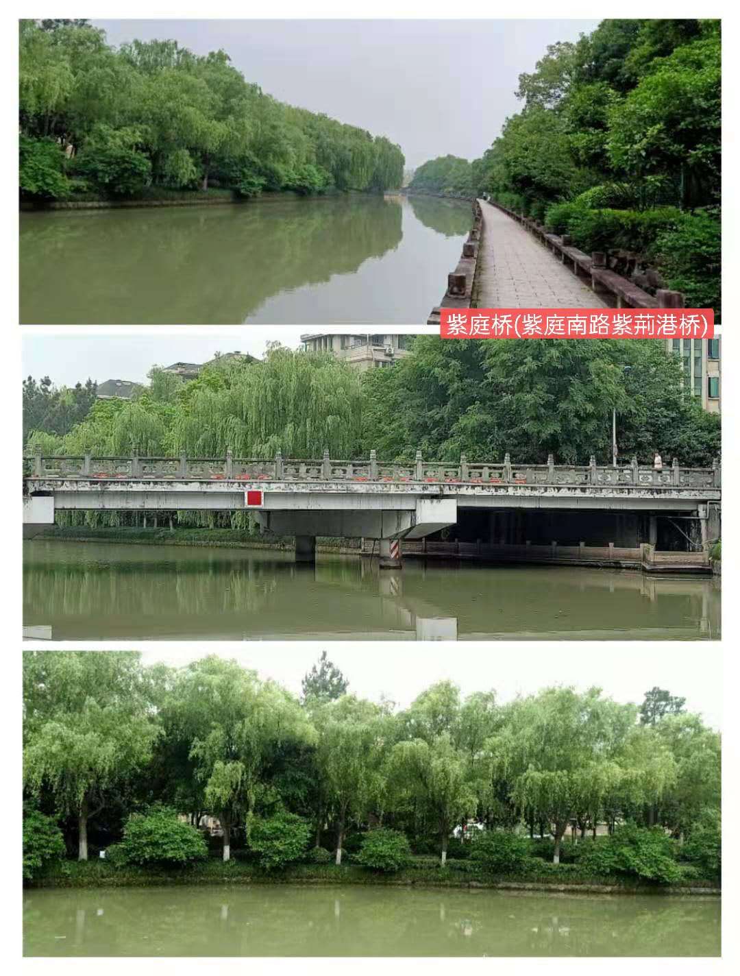 紫荊港源紫荊花紫荆港河穿八桥绿道两岸垂钓人双手活柯野生甲鱼