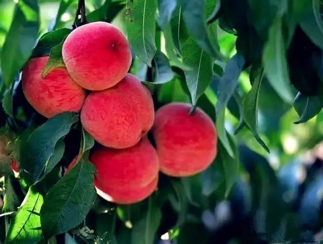 商丘五星级酒店投资多少钱,商丘星级酒店项目