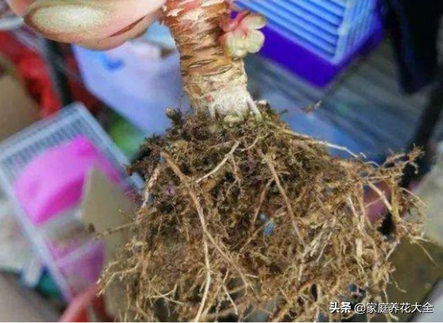 多肉不长根怎么办小妙招,多肉怎么快速养粗老桩
