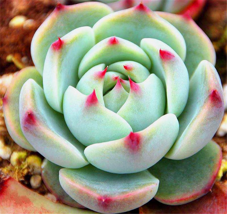 多肉杨贵妃怎样养护,多肉杨玉环