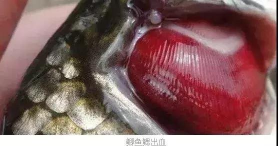 虫见愁怎么样,鲫鱼鳃出血病最新治疗方法